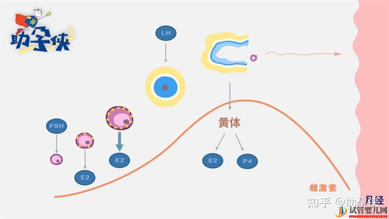备孕完美的子宫内膜,雌孕激素了解下(图2) 备孕完美的子宫内膜,雌孕激素了解下(图2)