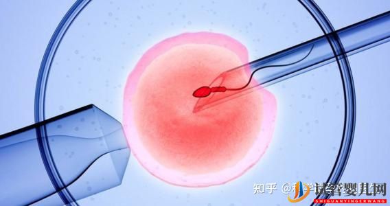 做试管婴儿的全过程,一切顺利的话(图1) 做试管婴儿的全过程,一切顺利的话(图1)