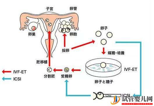 干货_胚胎解冻和移植全过程(图3)