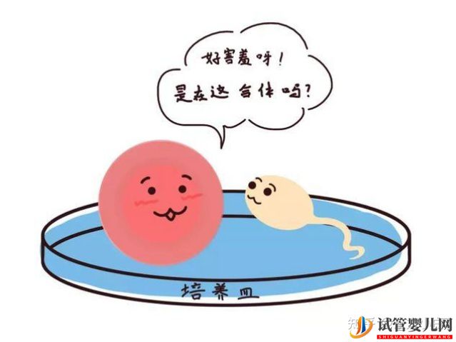 成都三代试管多少钱_公立医院和服务机构有什么区别(图1) 成都三代试管多少钱_公立医院和服务机构有什么区别(图1)