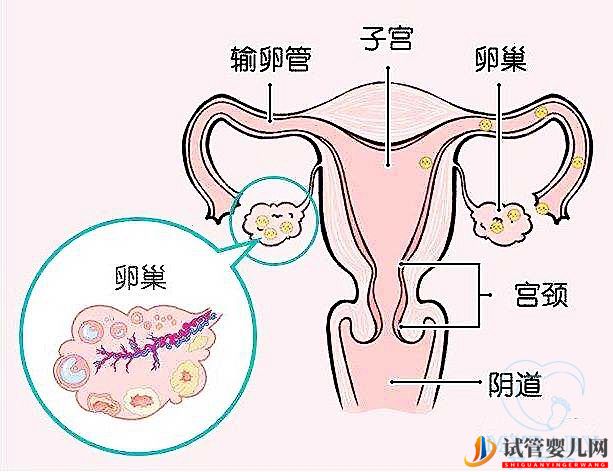 排卵障碍能做试管婴儿吗?成功率多少?(图1) 排卵障碍能做试管婴儿吗?成功率多少?(图1)