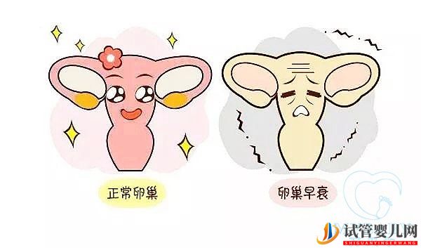 卵巢早衰做试管婴儿的成功率多大,是自卵还是供卵好?(图1) 卵巢早衰做试管婴儿的成功率多大,是自卵还是供卵好?(图1)