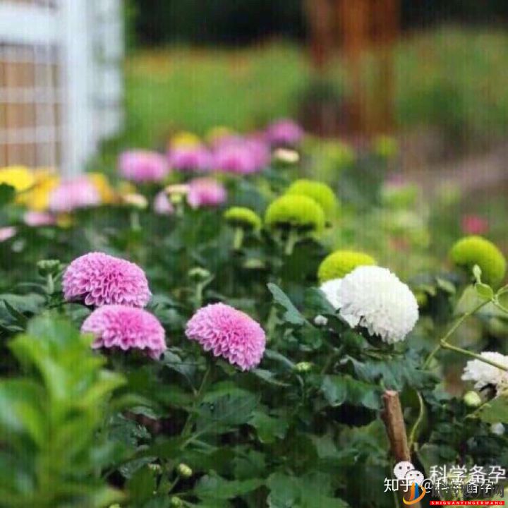 想生男孩孕前如何准备(图4) 想生男孩孕前如何准备(图4)