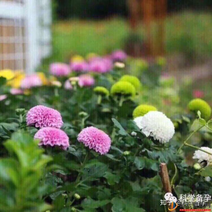 想生男孩孕前如何准备(图3) 想生男孩孕前如何准备(图3)