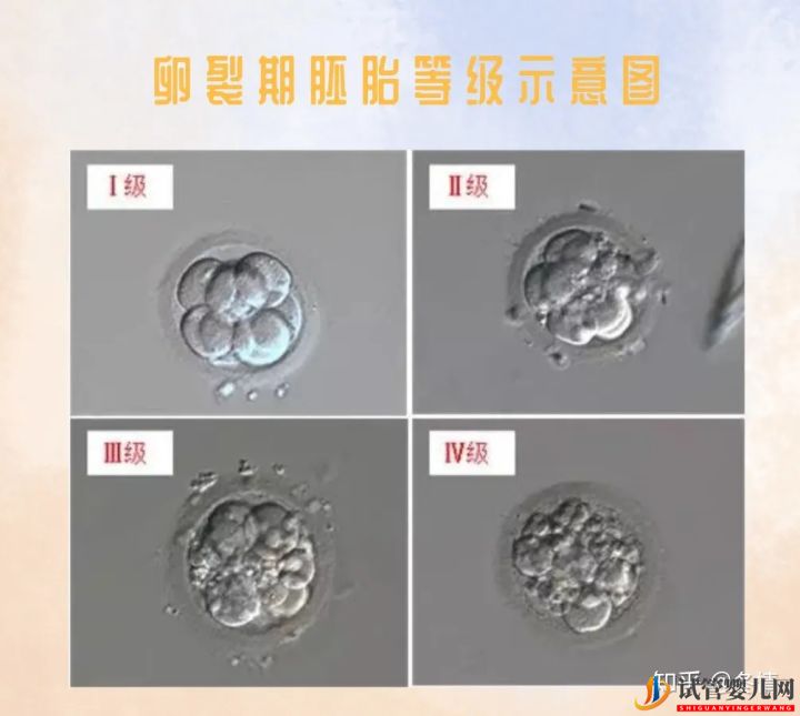 你的胚胎“算老几”_解密鲜胚囊胚等级(图2) 你的胚胎“算老几”_解密鲜胚囊胚等级(图2)
