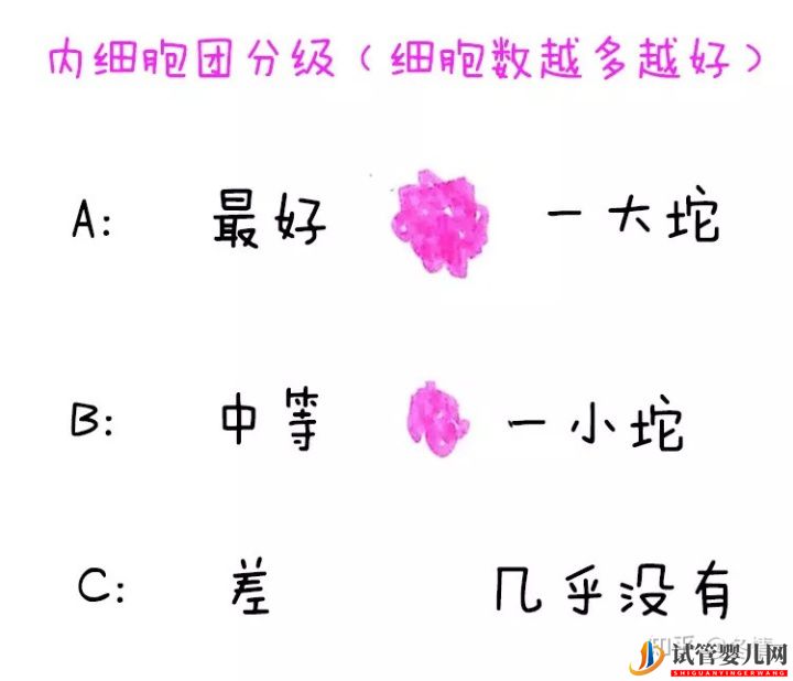你的胚胎“算老几”_解密鲜胚囊胚等级(图3) 你的胚胎“算老几”_解密鲜胚囊胚等级(图3)
