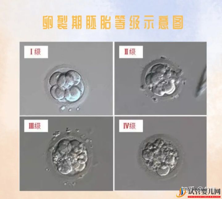 你的胚胎“算老几”_解密鲜胚囊胚等级(图1) 你的胚胎“算老几”_解密鲜胚囊胚等级(图1)