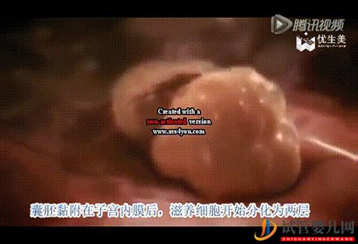 移植后的14天,胚胎发生了这样的变化!(图2) 移植后的14天,胚胎发生了这样的变化!(图2)