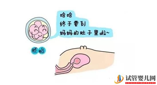 试管前必做功课之胚胎移植篇(图2) 试管前必做功课之胚胎移植篇(图2)