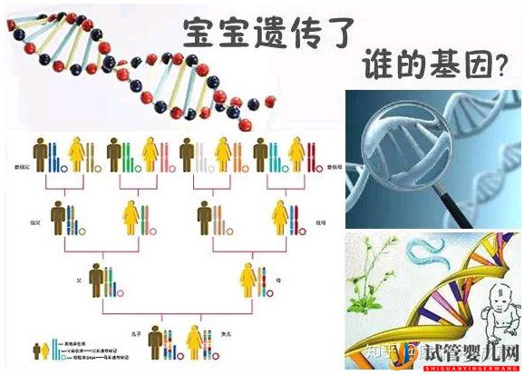 三代试管可以解决那些遗传病(图1) 三代试管可以解决那些遗传病(图1)