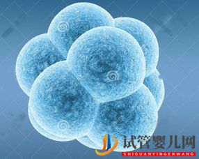 三代试管婴儿技术筛选性别(图2) 都匀三代试管婴儿技术筛选性别(图1)