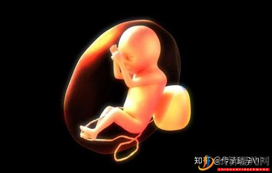 试管婴儿的具体步骤、过程详解(图4) 试管婴儿的具体步骤、过程详解(图4)