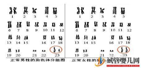 第三代试管婴儿完美解决染色体异常(图1)