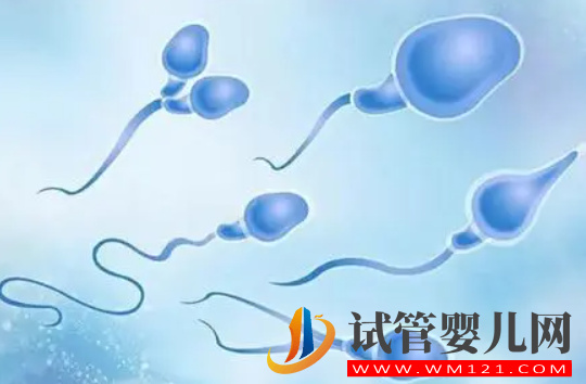 image.png 精子头部畸形有什么影响,胎儿会产生畸形吗?81次阅读(图2)