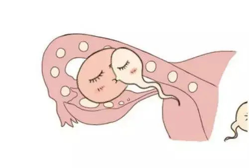 哪些食物具有养卵泡的功效?(图1) 哪些食物具有养卵泡的功效?(图1)