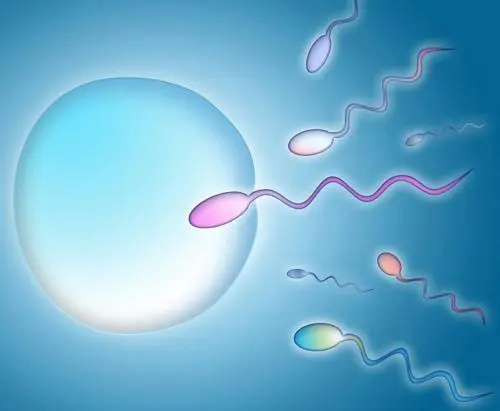 少精子症可以试管婴儿助孕吗?(图1) 少精子症可以试管婴儿助孕吗?(图1)