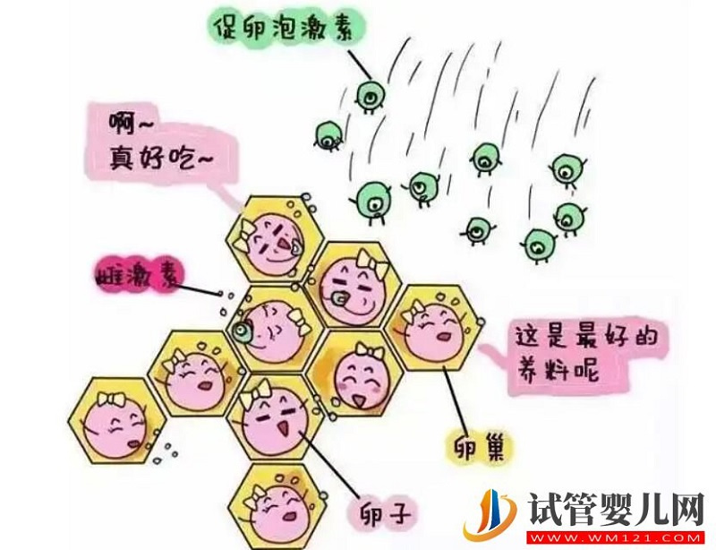 试管婴儿全程无痛技术解救怕痛的你(图1) 试管婴儿全程无痛技术解救怕痛的你(图1)