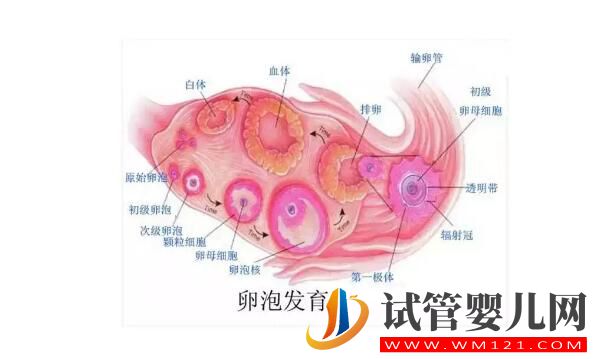 试管婴儿取卵时空卵泡B超能看出来吗?(图3) 试管婴儿取卵时空卵泡B超能看出来吗?(图3)
