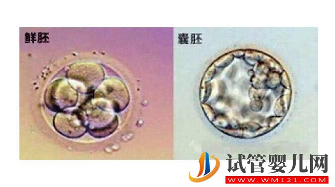 试管婴儿中冻胚和鲜胚有什么不同?不选鲜胚的原因(图3) 试管婴儿中冻胚和鲜胚有什么不同?不选鲜胚的原因(图3)