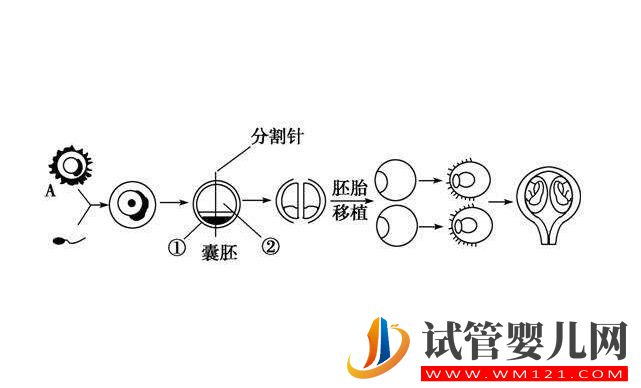 囊胚移植和普遍胚胎移植有什么区别?囊胚移植的优点是什么(图2) 囊胚移植和普遍胚胎移植有什么区别?囊胚移植的优点是什么(图2)