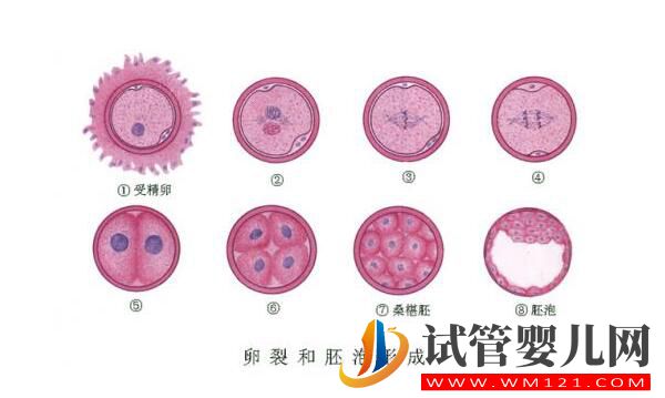 囊胚移植和普遍胚胎移植有什么区别?囊胚移植的优点是什么(图1) 囊胚移植和普遍胚胎移植有什么区别?囊胚移植的优点是什么(图1)