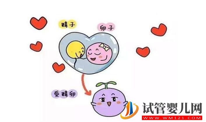囊胚移植和普遍胚胎移植有什么区别?囊胚移植的优点是什么(图3) 囊胚移植和普遍胚胎移植有什么区别?囊胚移植的优点是什么(图3)