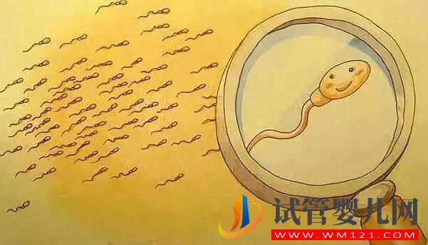 试管婴儿怎么取优质的精子?做试管前如何提高精子质量(图2) 试管婴儿怎么取优质的精子?做试管前如何提高精子质量(图2)