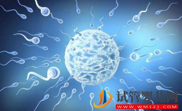 试管婴儿怎么取优质的精子?做试管前如何提高精子质量(图3) 试管婴儿怎么取优质的精子?做试管前如何提高精子质量(图3)