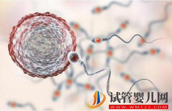 做试管婴儿的条件是什么?(图1) 做试管婴儿的条件是什么?(图1)