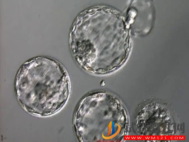 4ac在囊胚等级划分中被称为几级囊胚？(图1)