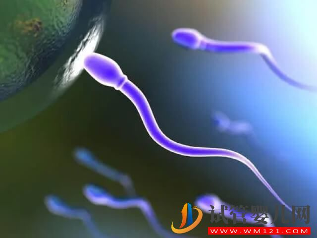 精子形态正常率只有2%能利用试管技术助孕吗？(图1)