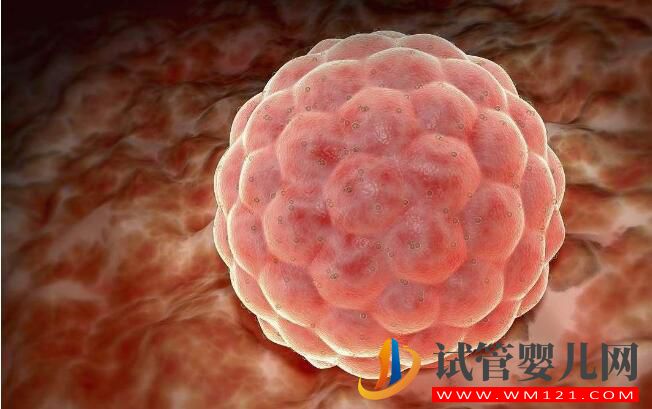 试管婴儿鲜胚移植成功率高吗?哪些情况不能移植鲜胚(图3) 试管婴儿鲜胚移植成功率高吗?哪些情况不能移植鲜胚(图3)