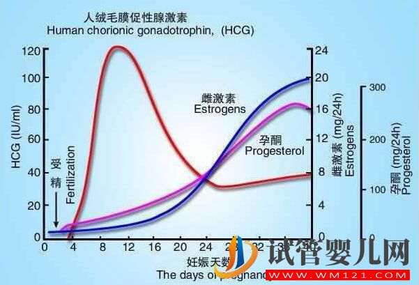 试管胚胎移植后 HCG数值高或低都代表了什么(图2) 试管胚胎移植后 HCG数值高或低都代表了什么(图2)