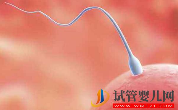 做试管婴儿后突然自然怀孕是为什么(图2) 做试管婴儿后突然自然怀孕是为什么(图2)