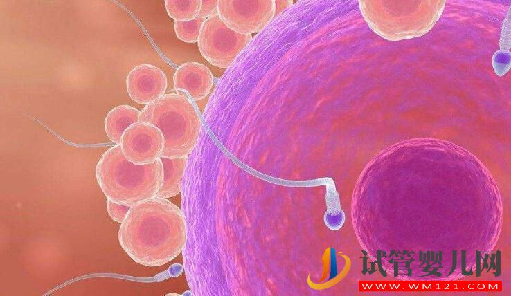卵泡成熟遇到障碍怎么办 有什么有效的办法尽快怀孕?(图4) 卵泡成熟遇到障碍怎么办 有什么有效的办法尽快怀孕?(图4)