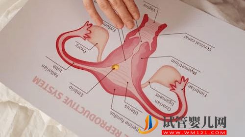 胚胎喜欢什么样的子宫内膜?(图2) 河源胚胎喜欢什么样的子宫内膜?(图2)