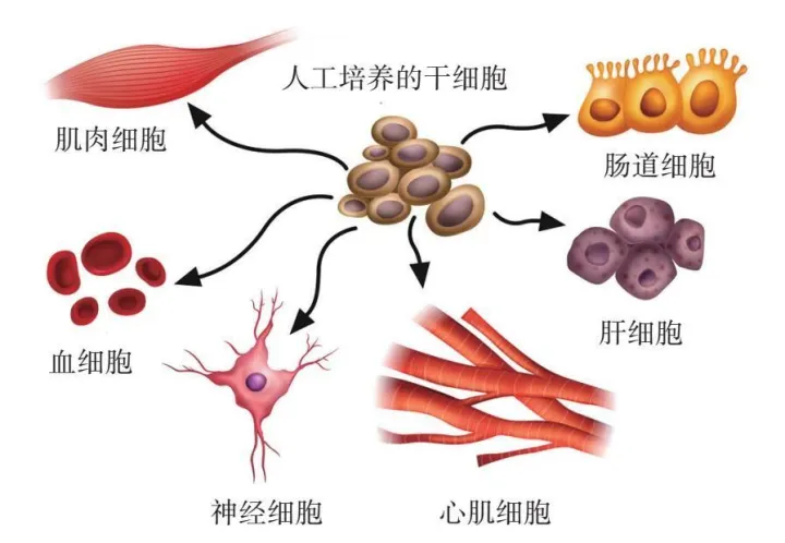 什么是干细胞?普及下干细胞知识?(图1) 什么是干细胞?普及下干细胞知识?(图1)