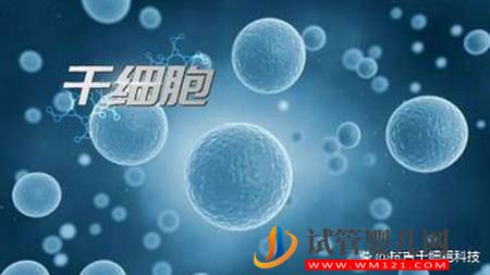 什么是干细胞?干细胞的作用又有哪些?(图1) 什么是干细胞?干细胞的作用又有哪些?(图1)