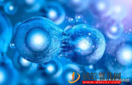 什么是干细胞?干细胞的作用又有哪些?(图2) 什么是干细胞?干细胞的作用又有哪些?(图2)