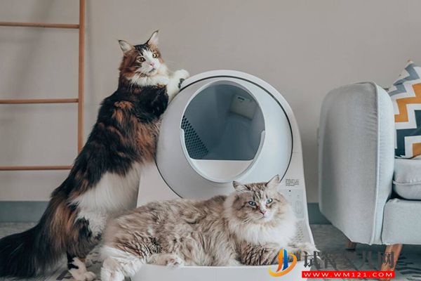 央视辟谣女性怀孕不能养宠物猫,科学喂养传染弓形虫风险小(图1) 央视辟谣女性怀孕不能养宠物猫,科学喂养传染弓形虫风险小(图1)