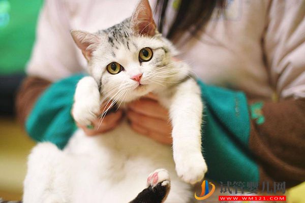 央视辟谣女性怀孕不能养宠物猫,科学喂养传染弓形虫风险小(图2) 央视辟谣女性怀孕不能养宠物猫,科学喂养传染弓形虫风险小(图2)