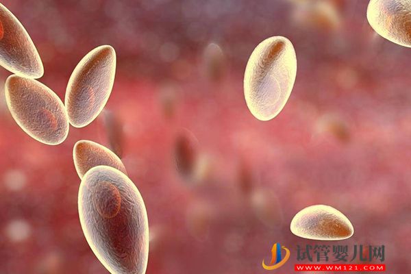 央视辟谣女性怀孕不能养宠物猫,科学喂养传染弓形虫风险小(图3) 央视辟谣女性怀孕不能养宠物猫,科学喂养传染弓形虫风险小(图3)