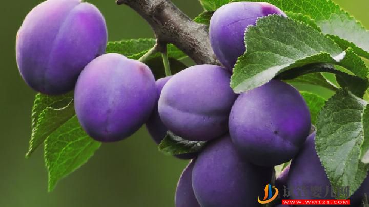 壮阳效果不输伟哥的5种水果 4个有效提升性能力的好习惯(图1) 壮阳效果不输伟哥的5种水果 4个有效提升性能力的好习惯(图3)