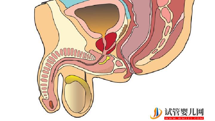 男性性功能障碍怎么得的 男性性功能障碍治疗的七个要点-试管婴儿网 男性性功能障碍怎么得的 男性性功能障碍治疗的七个要点(图1)