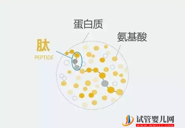 非蛋白质新标签可追踪细胞过程(图1)
