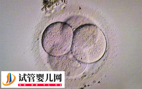 做试管怎么挑选好胚胎(图2)