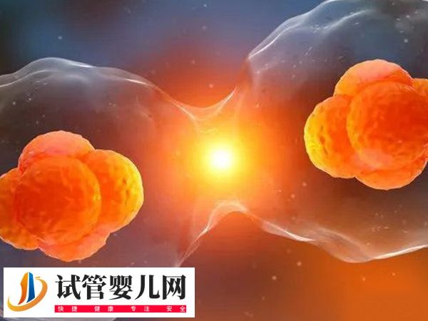 移植放2个胚胎的成活率(图1)