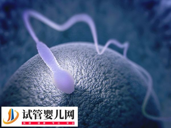 移植放2个胚胎的成活率(图3)
