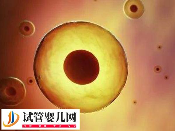 在美国做试管优质胚胎是啥样的(图1)