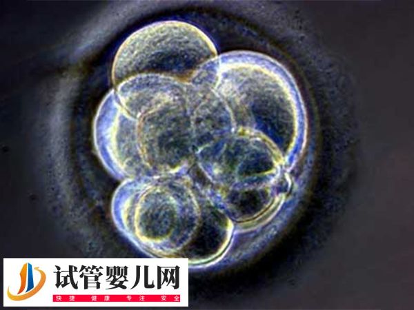 上海做试管婴儿要多少钱一次？试管费用攻略(图3)